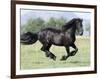 Black Friesian Gelding Running in Field, Longmont, Colorado, USA-Carol Walker-Framed Premium Photographic Print