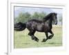 Black Friesian Gelding Running in Field, Longmont, Colorado, USA-Carol Walker-Framed Premium Photographic Print