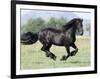 Black Friesian Gelding Running in Field, Longmont, Colorado, USA-Carol Walker-Framed Premium Photographic Print