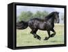 Black Friesian Gelding Running in Field, Longmont, Colorado, USA-Carol Walker-Framed Stretched Canvas