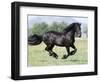 Black Friesian Gelding Running in Field, Longmont, Colorado, USA-Carol Walker-Framed Photographic Print