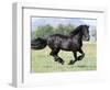 Black Friesian Gelding Running in Field, Longmont, Colorado, USA-Carol Walker-Framed Photographic Print