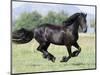 Black Friesian Gelding Running in Field, Longmont, Colorado, USA-Carol Walker-Mounted Photographic Print