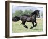 Black Friesian Gelding Running in Field, Longmont, Colorado, USA-Carol Walker-Framed Photographic Print