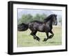 Black Friesian Gelding Running in Field, Longmont, Colorado, USA-Carol Walker-Framed Photographic Print