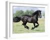 Black Friesian Gelding Running in Field, Longmont, Colorado, USA-Carol Walker-Framed Photographic Print