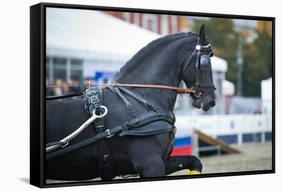 Black Friesian Horse Carriage Driving-olgaru79-Framed Stretched Canvas