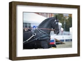 Black Friesian Horse Carriage Driving-olgaru79-Framed Photographic Print