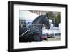 Black Friesian Horse Carriage Driving-olgaru79-Framed Photographic Print