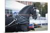 Black Friesian Horse Carriage Driving-olgaru79-Mounted Photographic Print