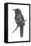 Black-Fronted Nun Bird (Monasa Nigrifrons), Birds-Encyclopaedia Britannica-Framed Stretched Canvas
