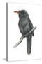 Black-Fronted Nun Bird (Monasa Nigrifrons), Birds-Encyclopaedia Britannica-Stretched Canvas