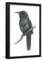 Black-Fronted Nun Bird (Monasa Nigrifrons), Birds-Encyclopaedia Britannica-Framed Poster