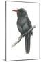 Black-Fronted Nun Bird (Monasa Nigrifrons), Birds-Encyclopaedia Britannica-Mounted Poster