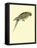 Black-Fronted Parakeet, Cyanoramphus Zealandicus-Sydney Parkinson-Framed Stretched Canvas