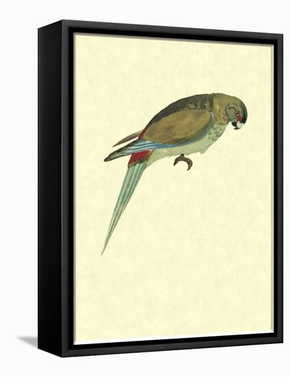 Black-Fronted Parakeet, Cyanoramphus Zealandicus-Sydney Parkinson-Framed Stretched Canvas