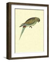 Black-Fronted Parakeet, Cyanoramphus Zealandicus-Sydney Parkinson-Framed Giclee Print