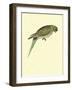 Black-Fronted Parakeet, Cyanoramphus Zealandicus-Sydney Parkinson-Framed Giclee Print