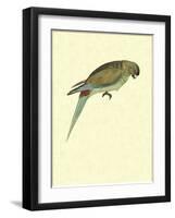 Black-Fronted Parakeet, Cyanoramphus Zealandicus-Sydney Parkinson-Framed Giclee Print
