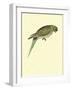 Black-Fronted Parakeet, Cyanoramphus Zealandicus-Sydney Parkinson-Framed Giclee Print