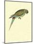 Black-Fronted Parakeet, Cyanoramphus Zealandicus-Sydney Parkinson-Mounted Giclee Print