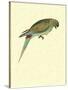 Black-Fronted Parakeet, Cyanoramphus Zealandicus-Sydney Parkinson-Stretched Canvas