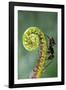 Black Garden Ant on Sundew Curl-null-Framed Photographic Print