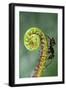 Black Garden Ant on Sundew Curl-null-Framed Photographic Print