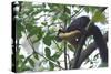 Black Giant Squirrel (Ratufa Bicolor) Gaoligong Mountain National Nature Reserve-Dong Lei-Stretched Canvas