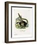 Black Giant Squirrel-null-Framed Giclee Print