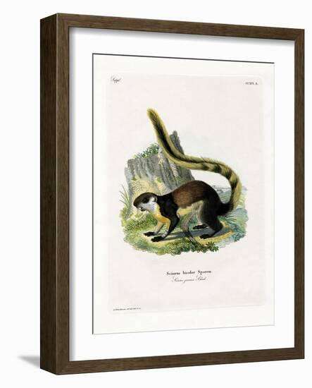 Black Giant Squirrel-null-Framed Giclee Print