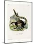 Black Giant Squirrel-null-Mounted Giclee Print