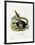 Black Giant Squirrel-null-Framed Premium Giclee Print