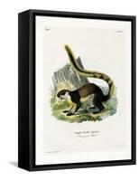Black Giant Squirrel-null-Framed Stretched Canvas