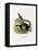 Black Giant Squirrel-null-Framed Stretched Canvas