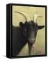 Black Goat Enjoying a Pink Flower-W Johnson James-Framed Stretched Canvas