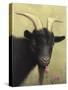 Black Goat Enjoying a Pink Flower-W Johnson James-Stretched Canvas