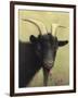 Black Goat Enjoying a Pink Flower-W Johnson James-Framed Giclee Print