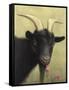 Black Goat Enjoying a Pink Flower-W Johnson James-Framed Stretched Canvas