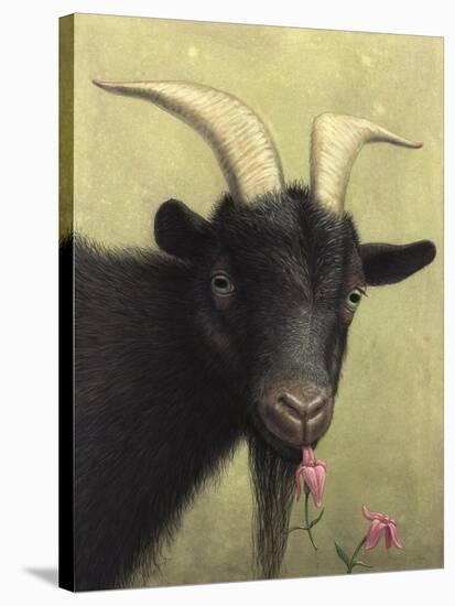 Black Goat Enjoying a Pink Flower-W Johnson James-Stretched Canvas