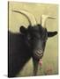 Black Goat Enjoying a Pink Flower-W Johnson James-Stretched Canvas