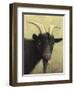 Black Goat Enjoying a Pink Flower-W Johnson James-Framed Giclee Print