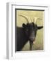 Black Goat Enjoying a Pink Flower-W Johnson James-Framed Giclee Print