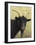 Black Goat Enjoying a Pink Flower-W Johnson James-Framed Giclee Print