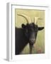 Black Goat Enjoying a Pink Flower-W Johnson James-Framed Giclee Print