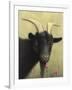 Black Goat Enjoying a Pink Flower-W Johnson James-Framed Giclee Print