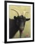 Black Goat Enjoying a Pink Flower-W Johnson James-Framed Giclee Print
