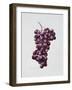 Black Grapes-Sally Crosthwaite-Framed Giclee Print