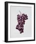 Black Grapes-Sally Crosthwaite-Framed Giclee Print