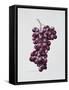 Black Grapes-Sally Crosthwaite-Framed Stretched Canvas